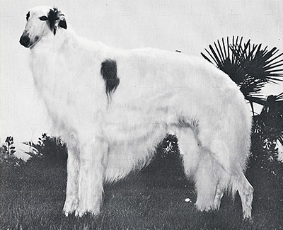 Top Conformation Borzoi 1977